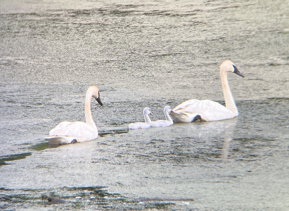 Trumpeter Swan - ML594311101