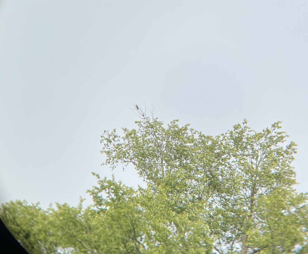 American Kestrel - ML594311941