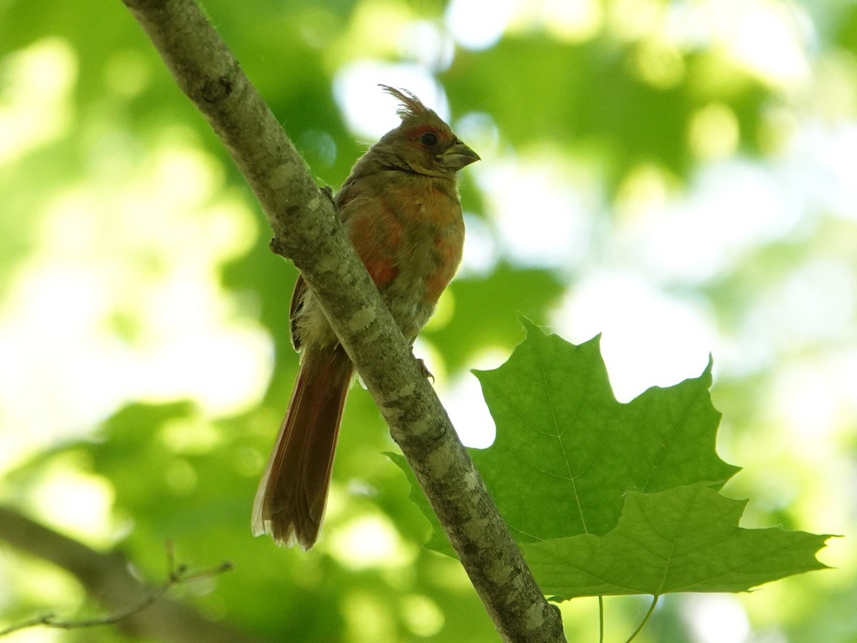 Northern Cardinal - ML594312221