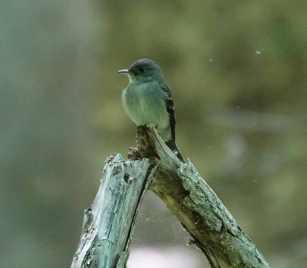 Eastern Wood-Pewee - ML594312691