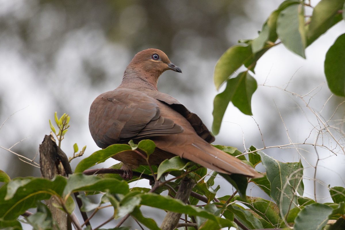 Brown Cuckoo-Dove - ML594312731