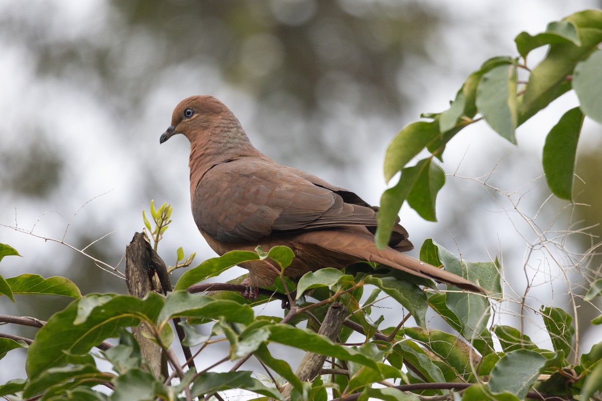 Brown Cuckoo-Dove - ML594312741