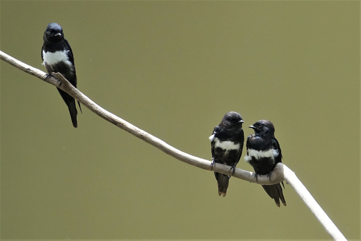 White-banded Swallow - ML59431291