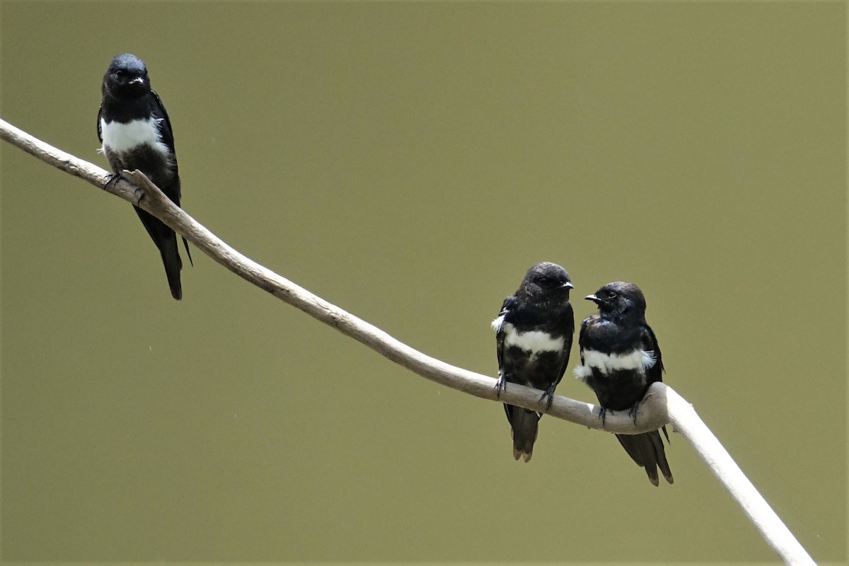 Golondrina Fajiblanca - ML59431291