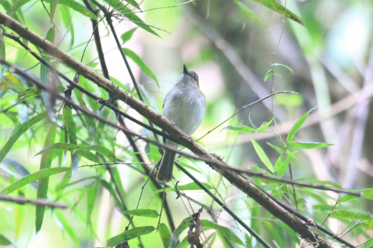 Green-backed Whistler - ML59431311