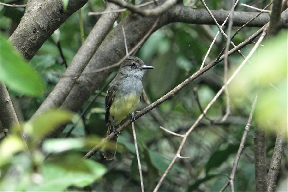 Short-crested Flycatcher - ML59431321