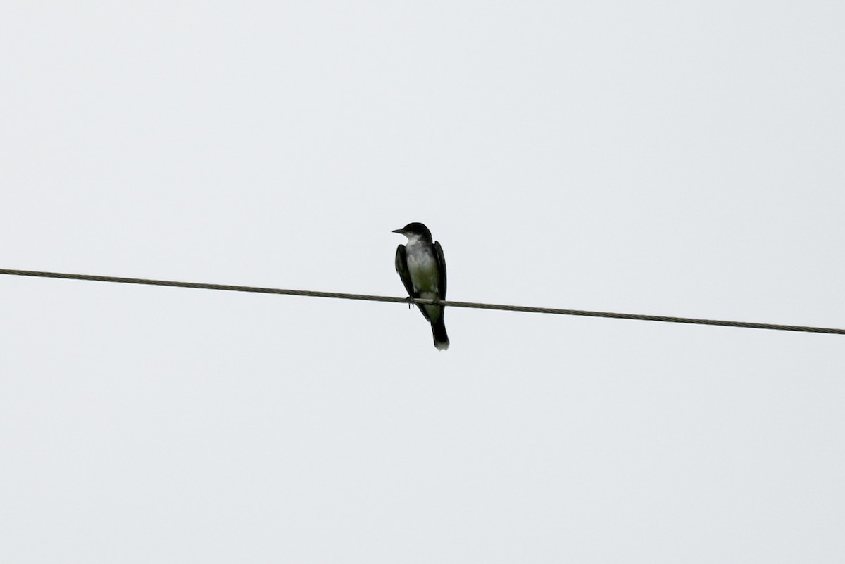 Eastern Kingbird - ML594314551