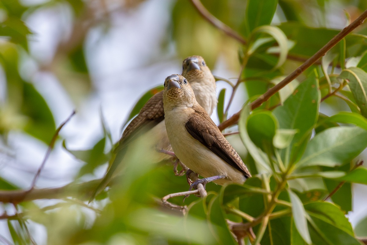 African Silverbill - ML594314841