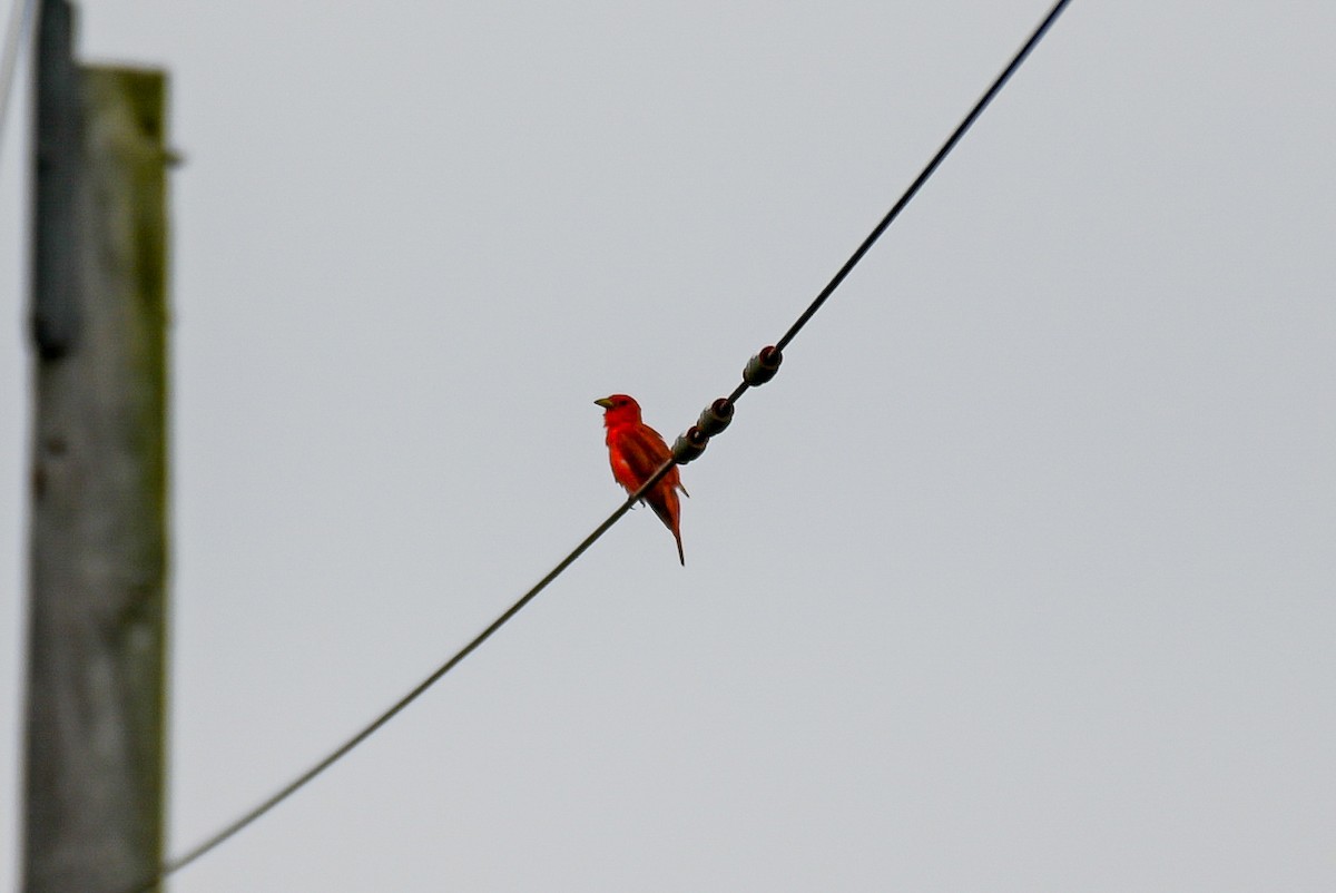 Summer Tanager - ML594315341