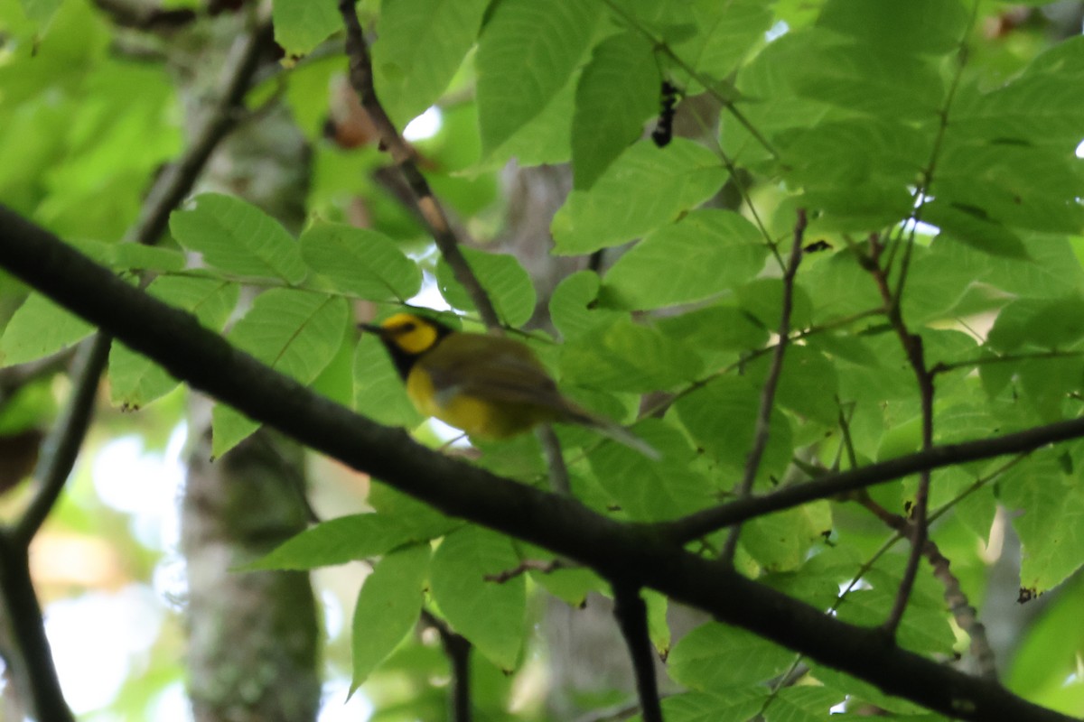 Hooded Warbler - ML594315471