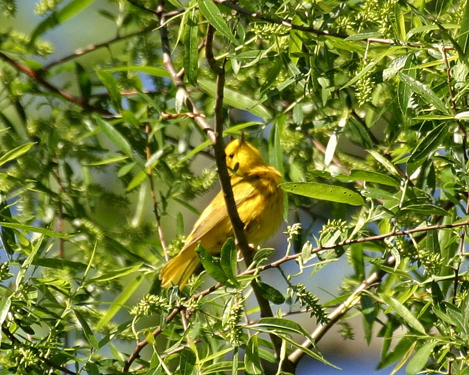 Yellow Warbler - Pierre Howard