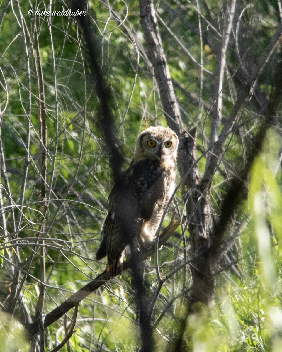 Great Horned Owl - ML594315771