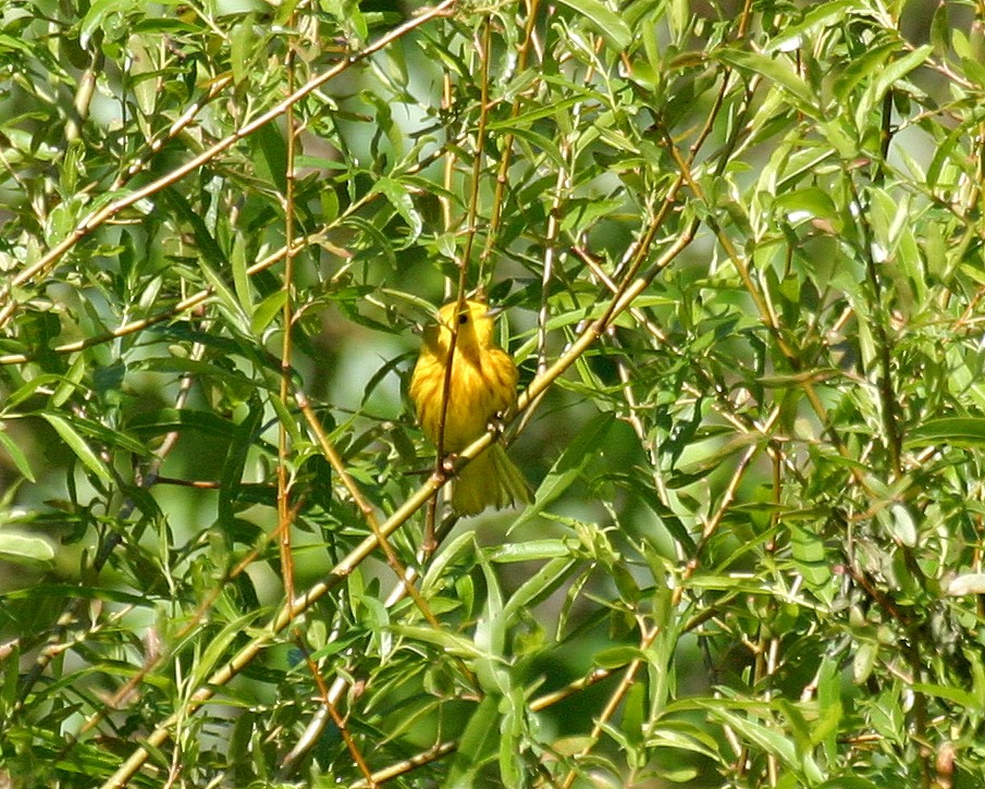 Yellow Warbler - Pierre Howard