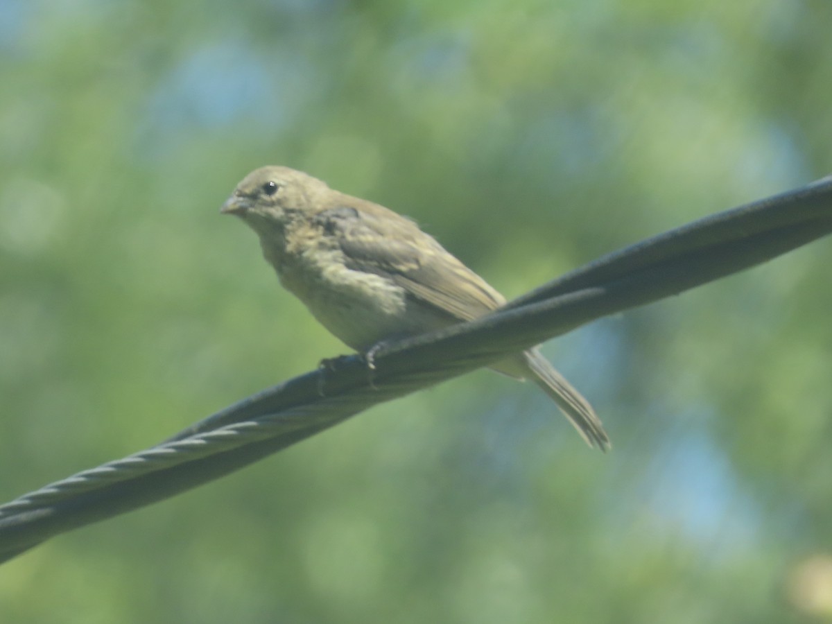 Lazuli x Indigo Bunting (hybrid) - ML594316411