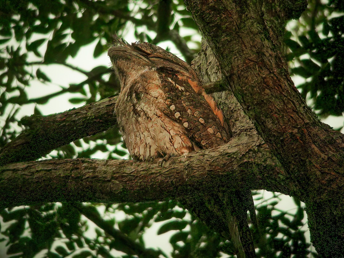 Papuan Frogmouth - ML594317471