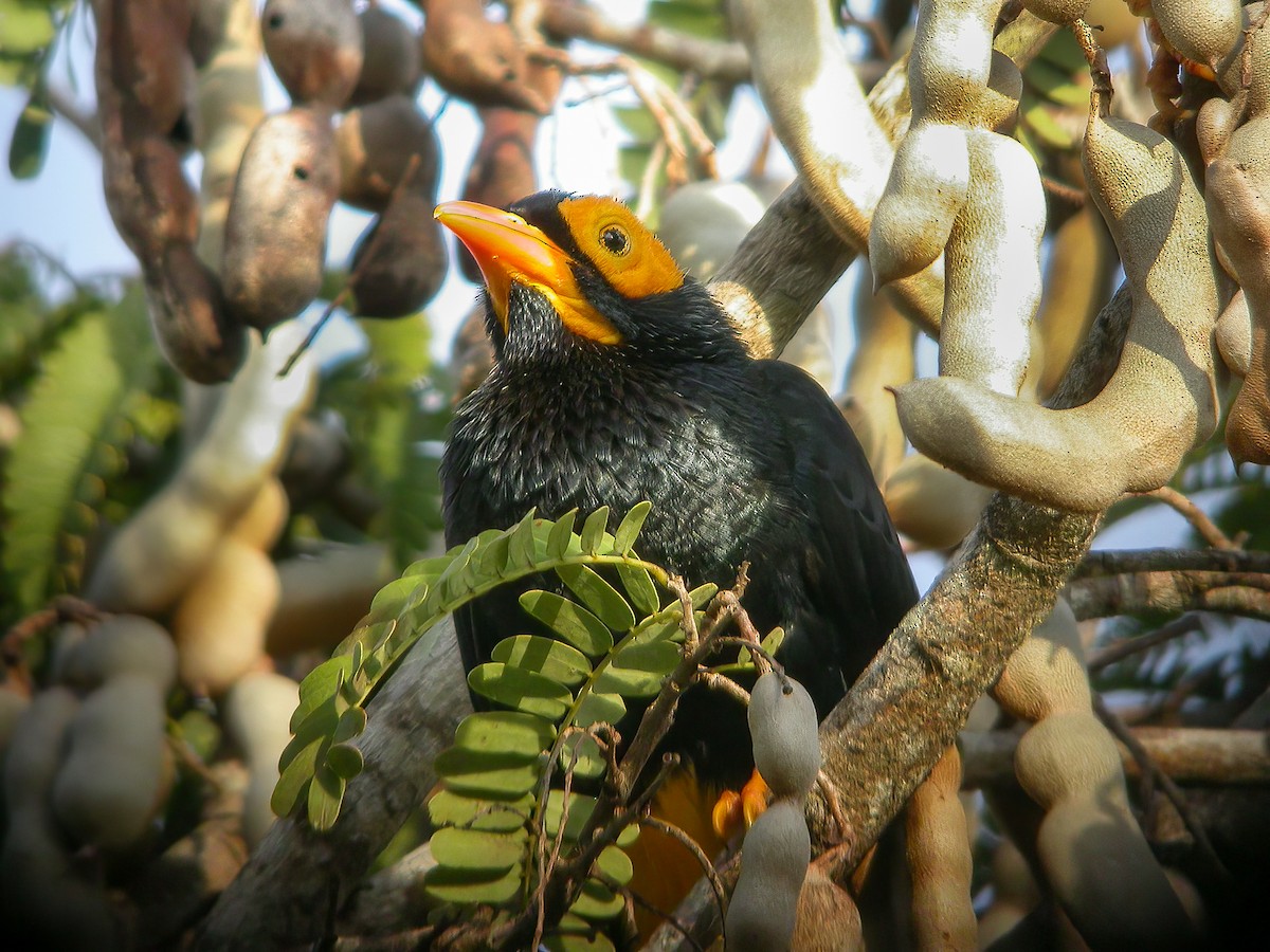 Yellow-faced Myna - ML594318021