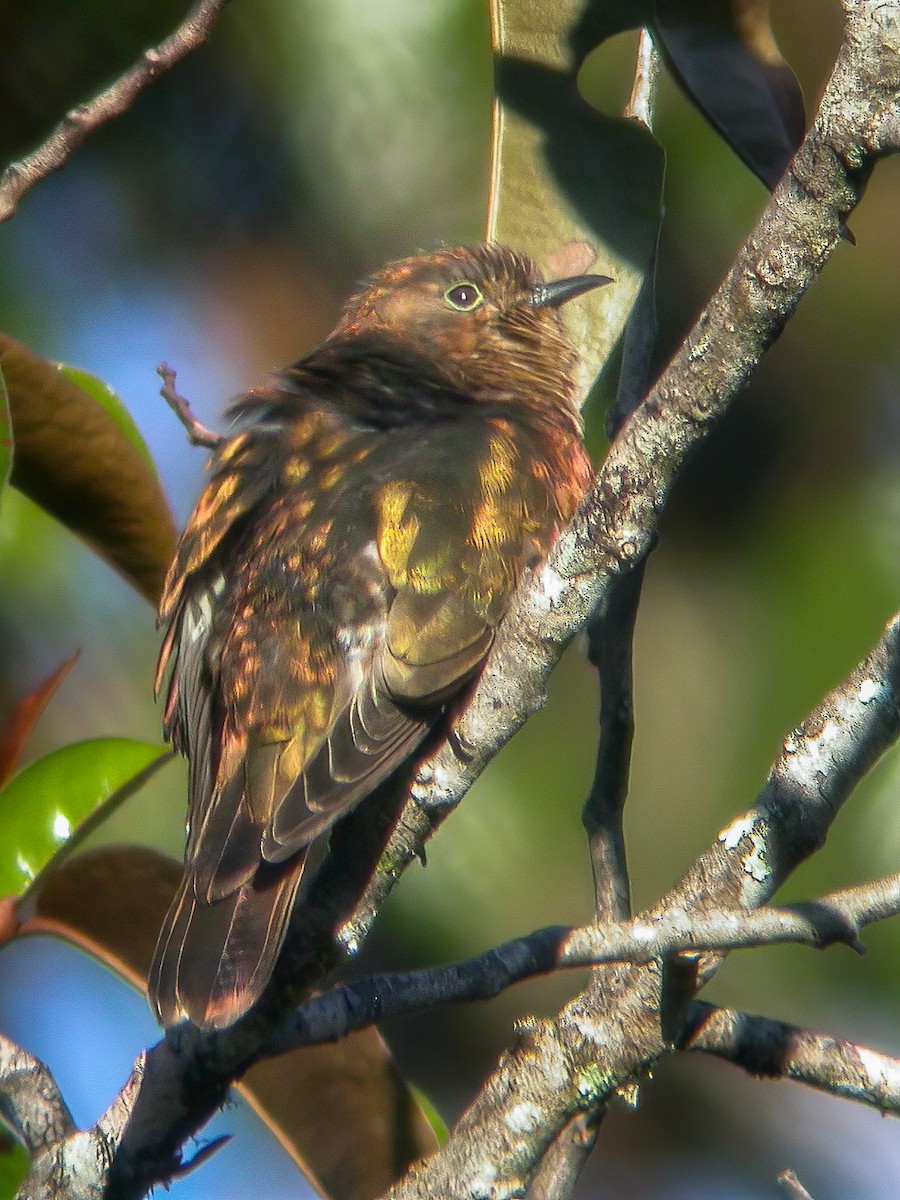 Rufous-throated Bronze-Cuckoo - ML594318331