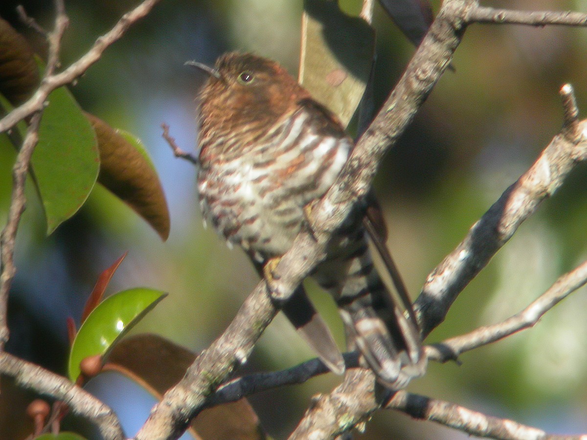 Rufous-throated Bronze-Cuckoo - ML594318341