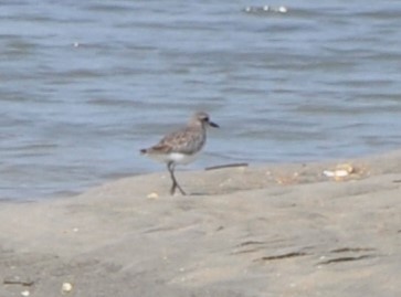 Буурал сүвээ цагаан - ML594318591