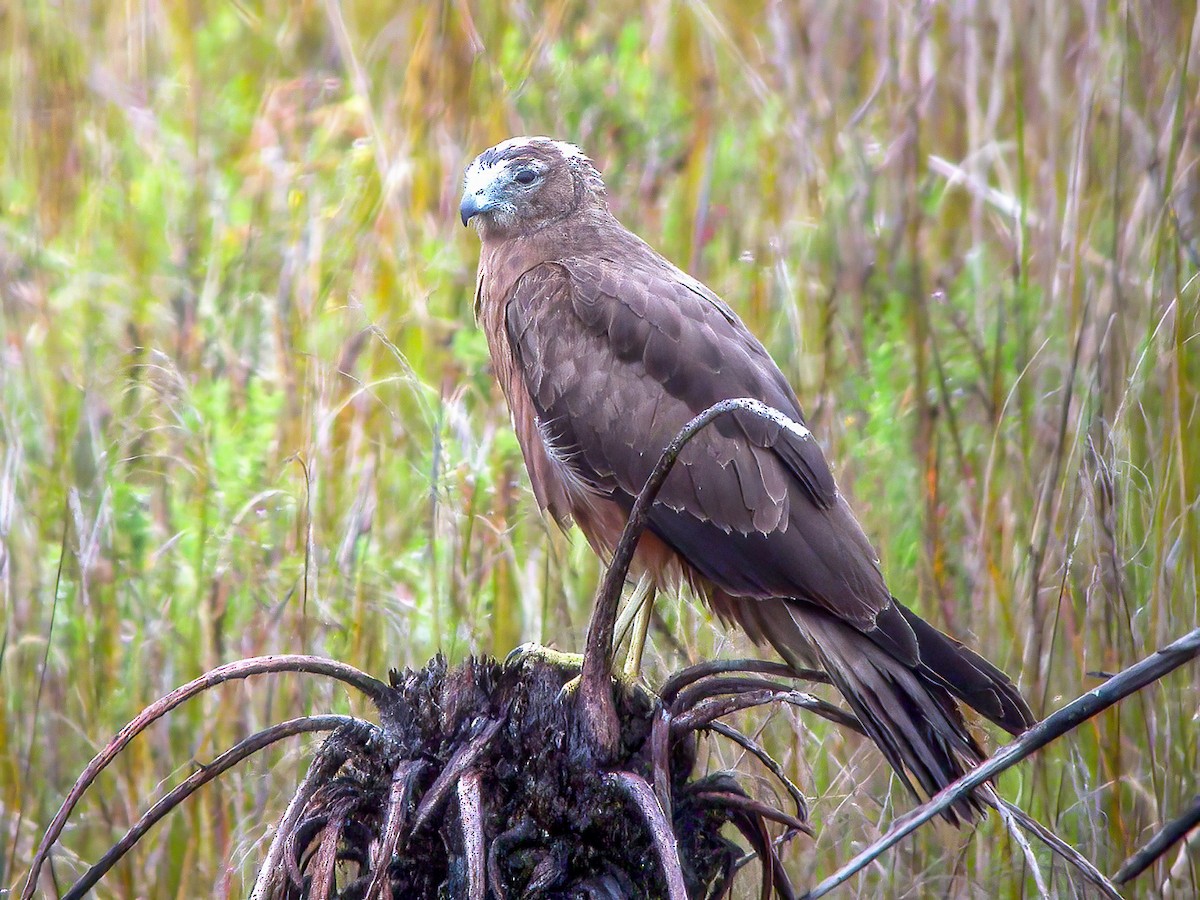 Papuan Harrier - ML594318681