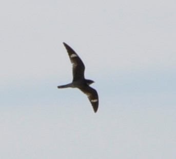 Common Nighthawk - ML594319301
