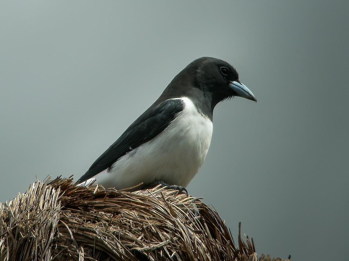 Great Woodswallow - ML594319771