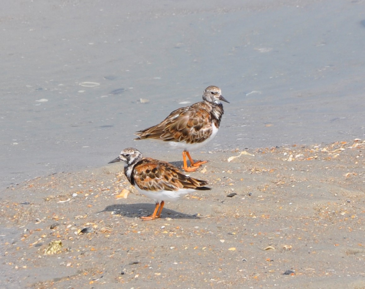 Алаг хайргач - ML594319911