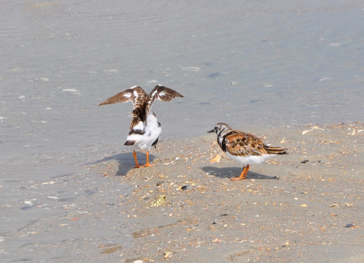 Ruddy Turnstone - ML594319921