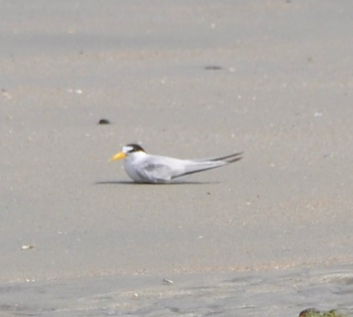 Least Tern - ML594320731