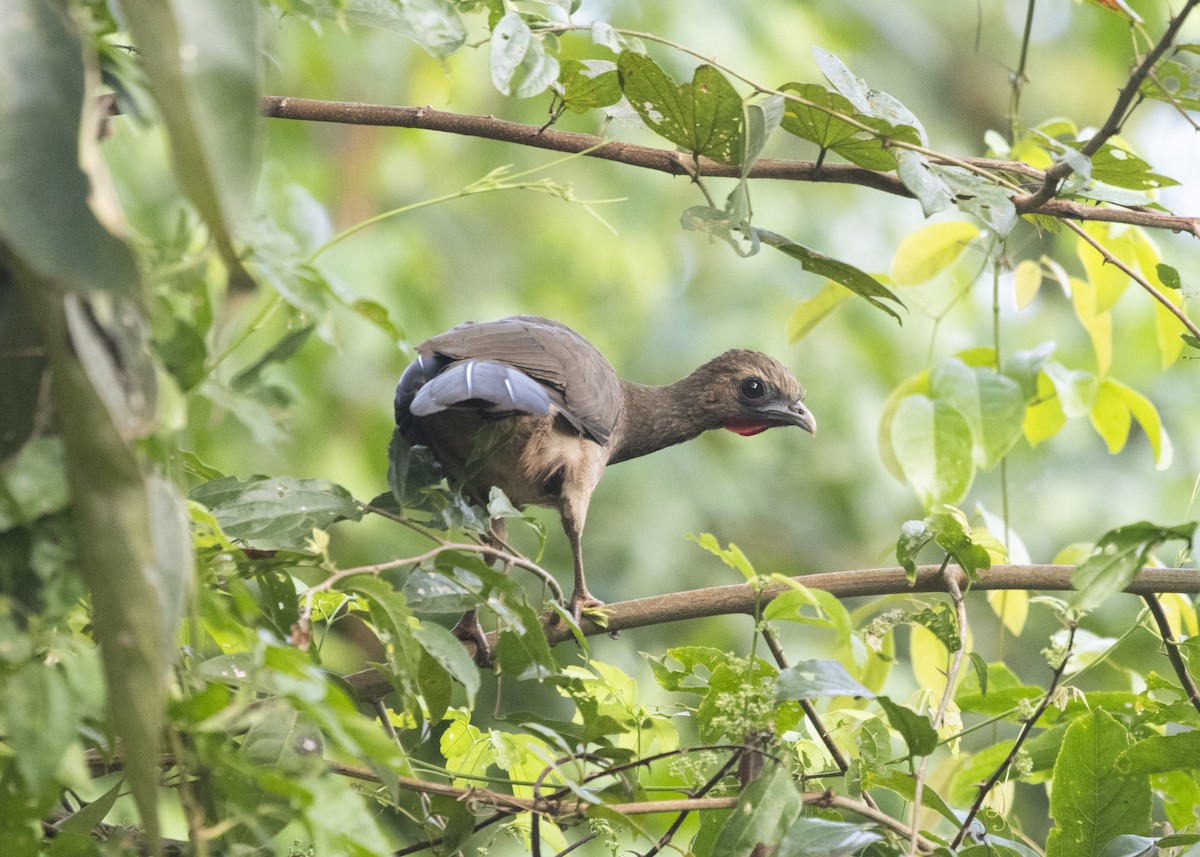 Chachalaca Cejuda - ML594320901