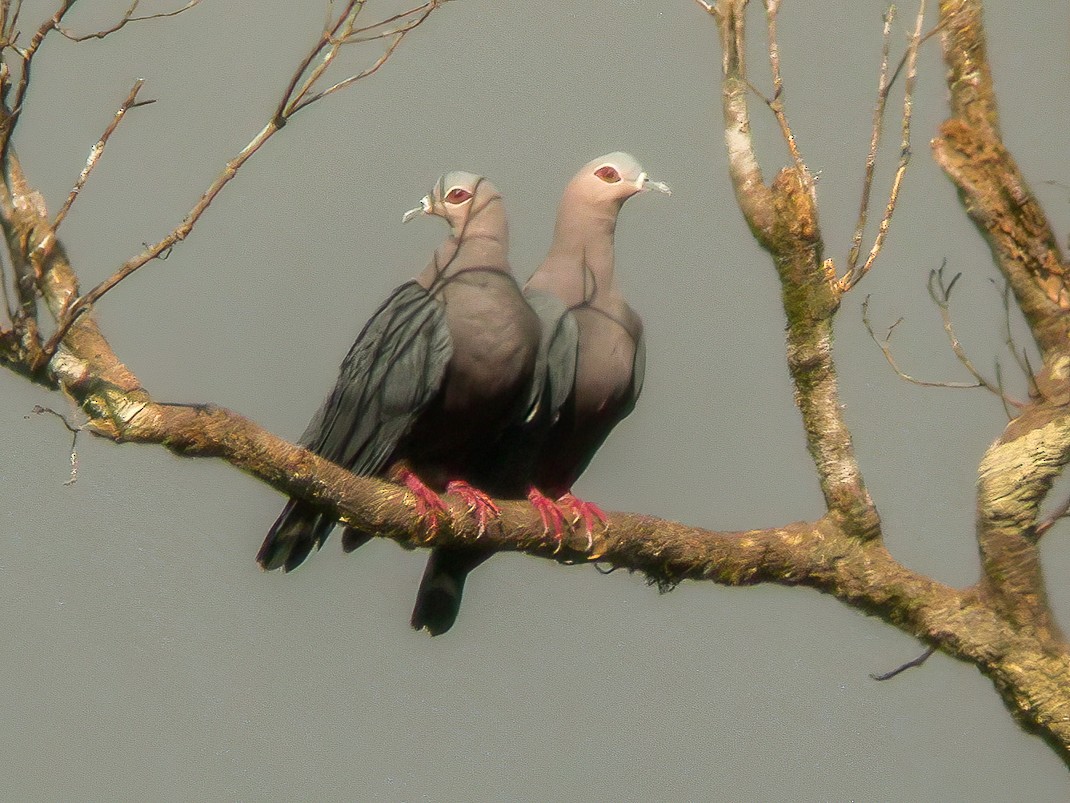 Pinon's Imperial-Pigeon - ML594321181