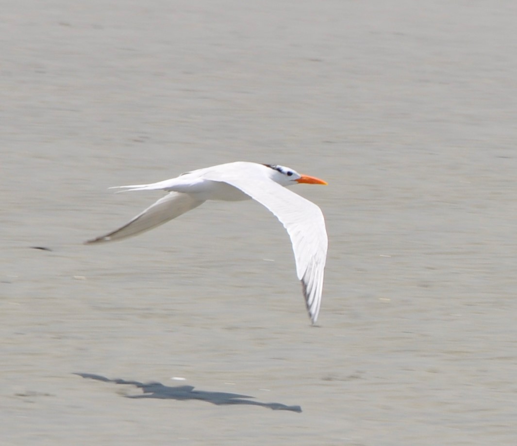 Royal Tern - ML594321221