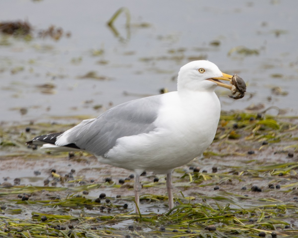 Herring Gull - Krystyn Scrbic