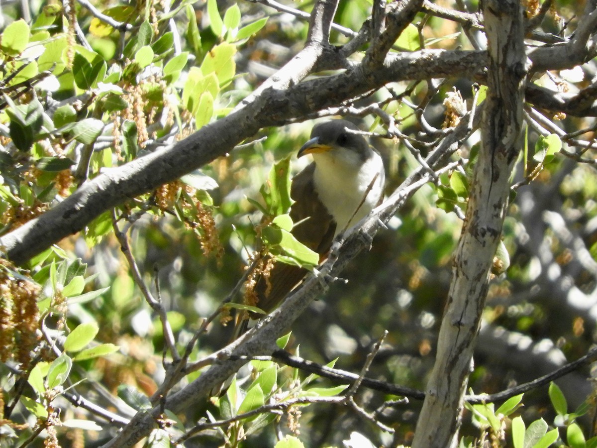 Yellow-billed Cuckoo - ML594321361