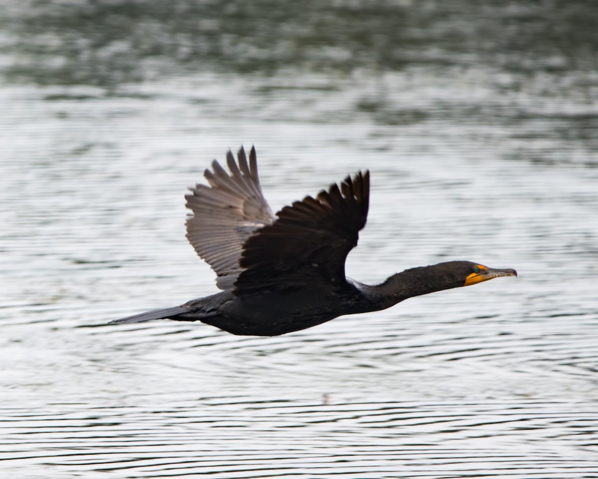 Cormoran à aigrettes - ML594321391