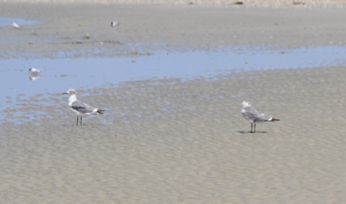 Laughing Gull - ML594321801