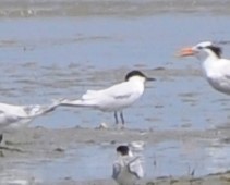 Бахим хараалай - ML594322081