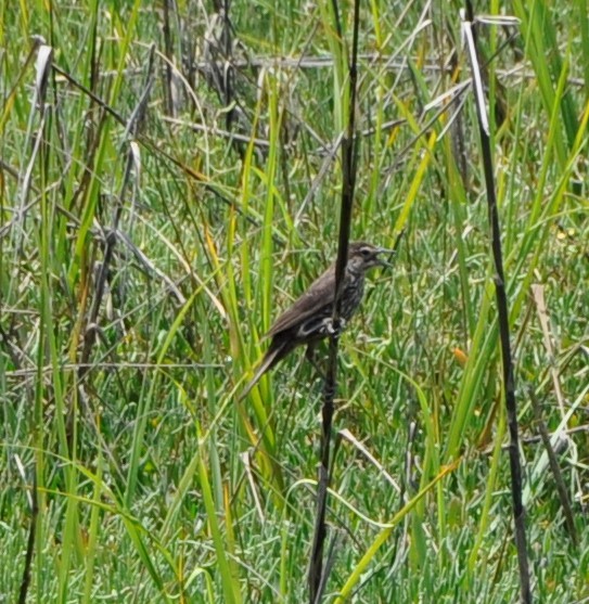 Red-winged Blackbird - ML594322391