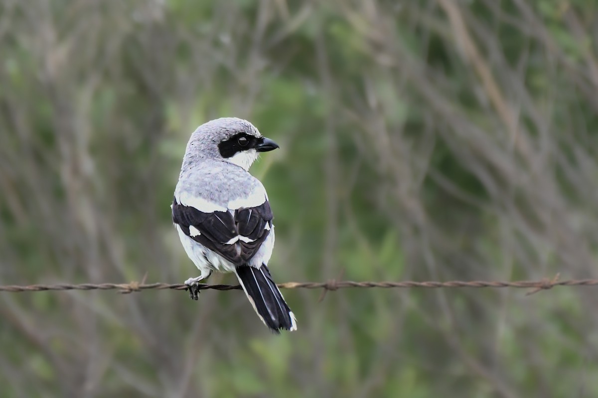 Loggerhead Shrike - Doug Vine