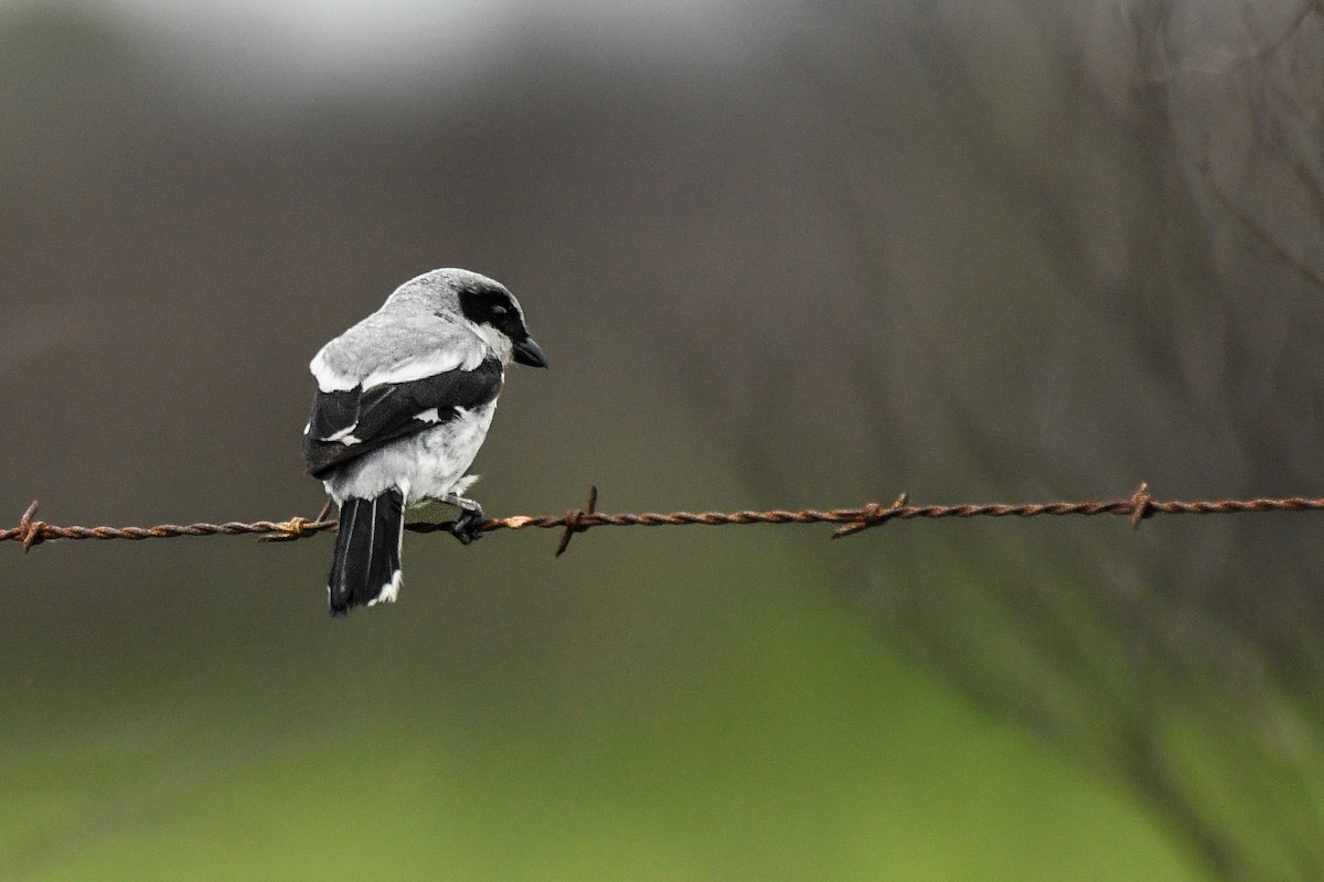 Loggerhead Shrike - Doug Vine