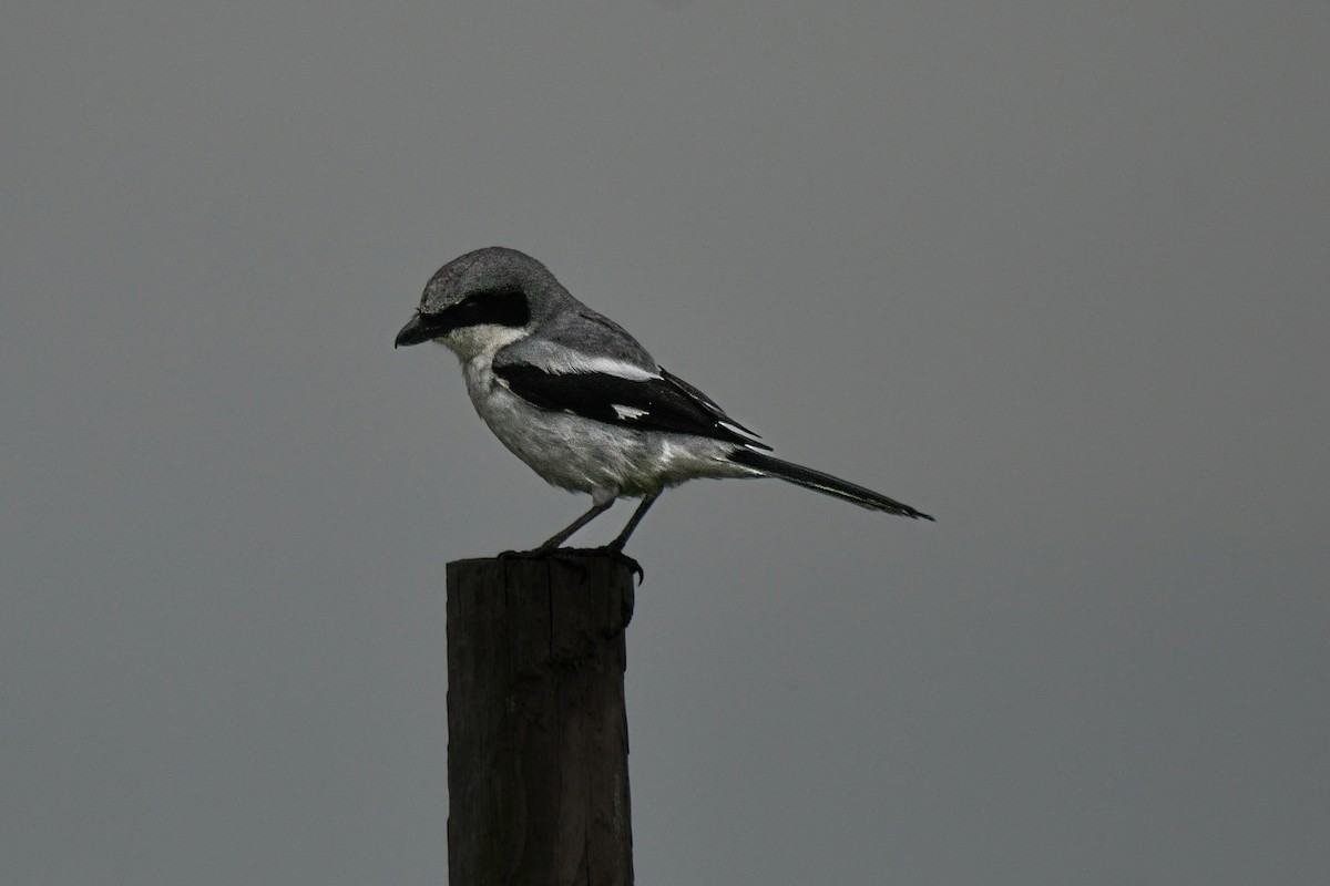 Loggerhead Shrike - ML594322471