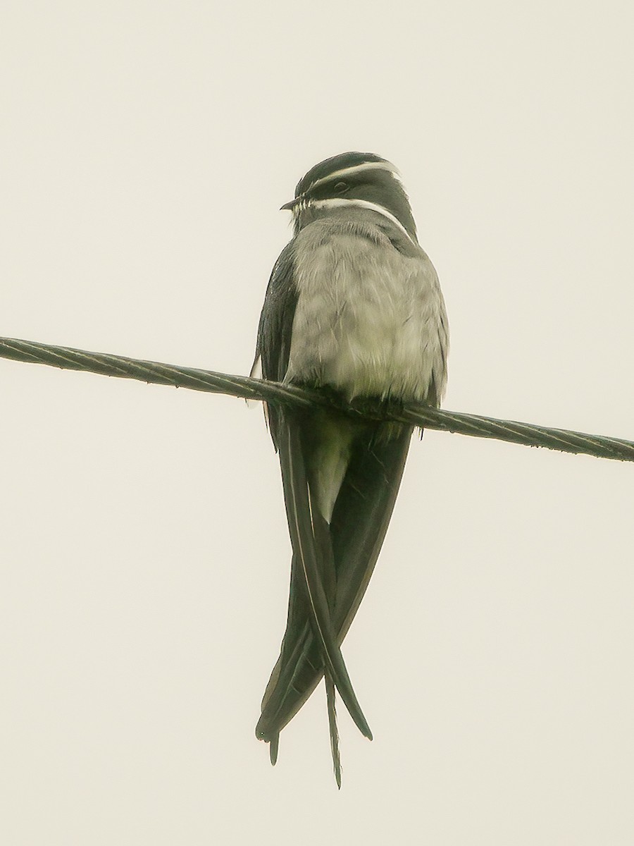 Moustached Treeswift - ML594322541