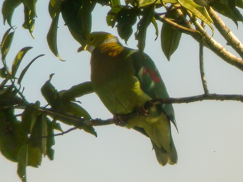 Pink-spotted Fruit-Dove - Francesco Veronesi