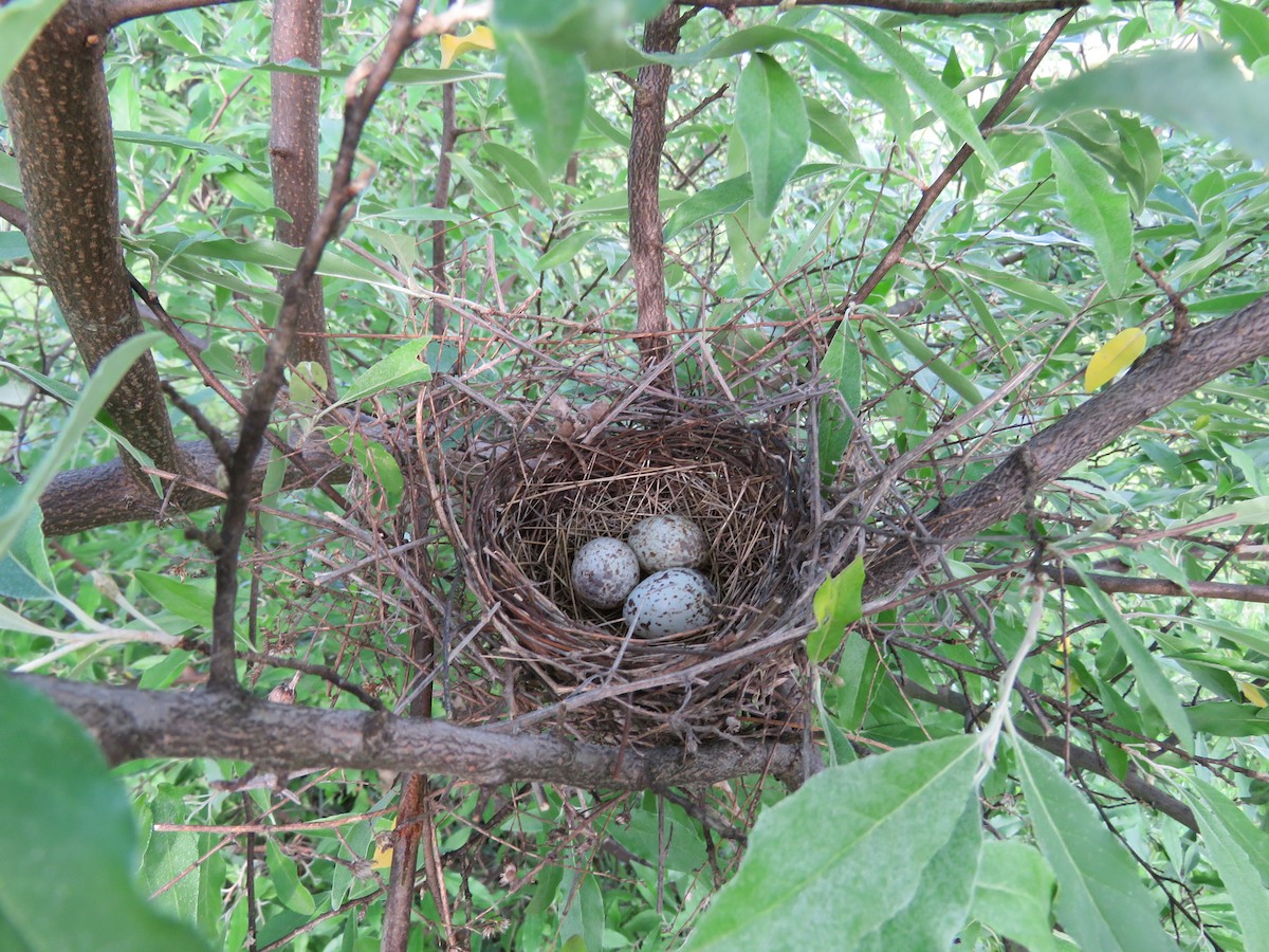 Northern Cardinal - Jon Little