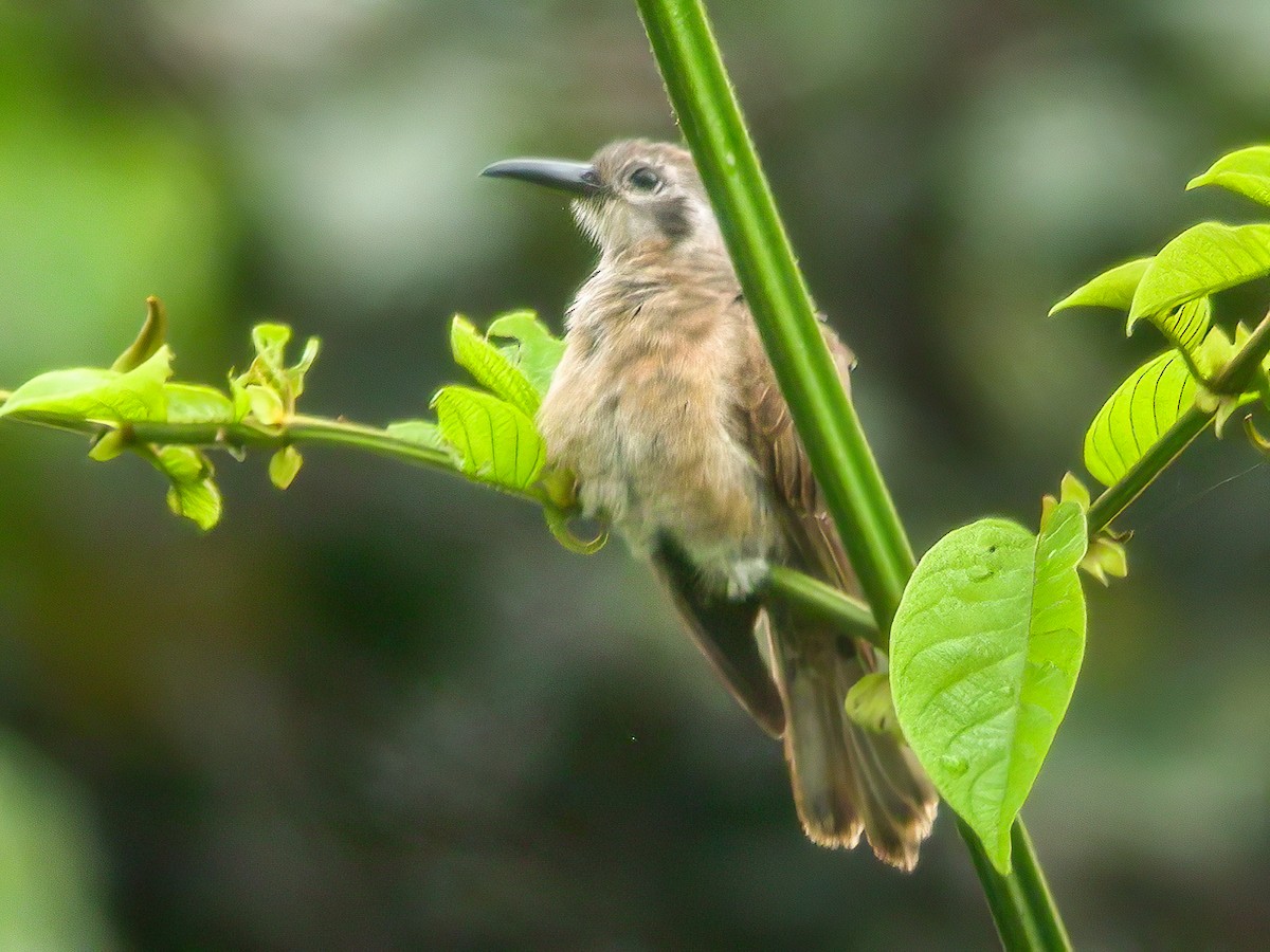 Long-billed Cuckoo - ML594323441