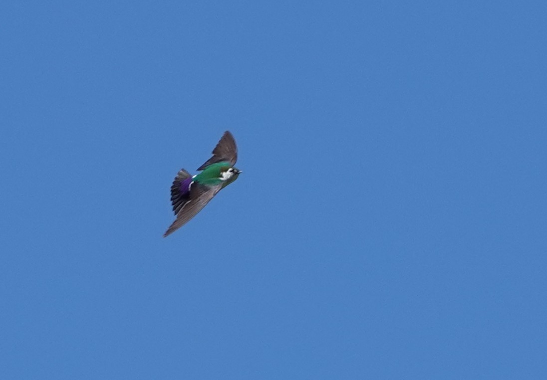 Violet-green Swallow - Rene Laubach