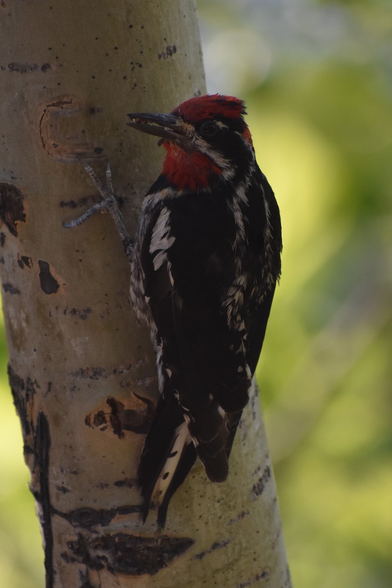 Red-naped Sapsucker - ML594323931