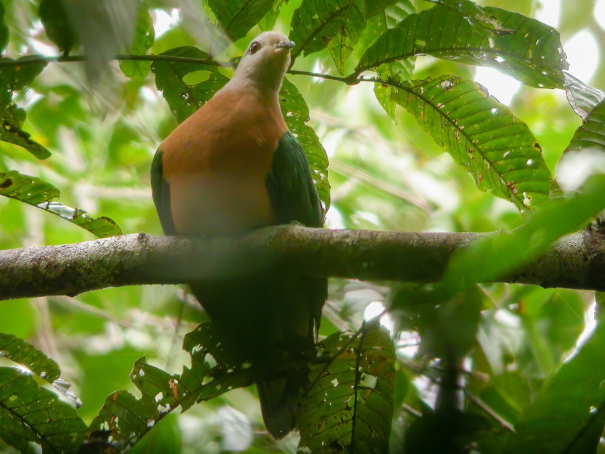 Purple-tailed Imperial-Pigeon - ML594324151