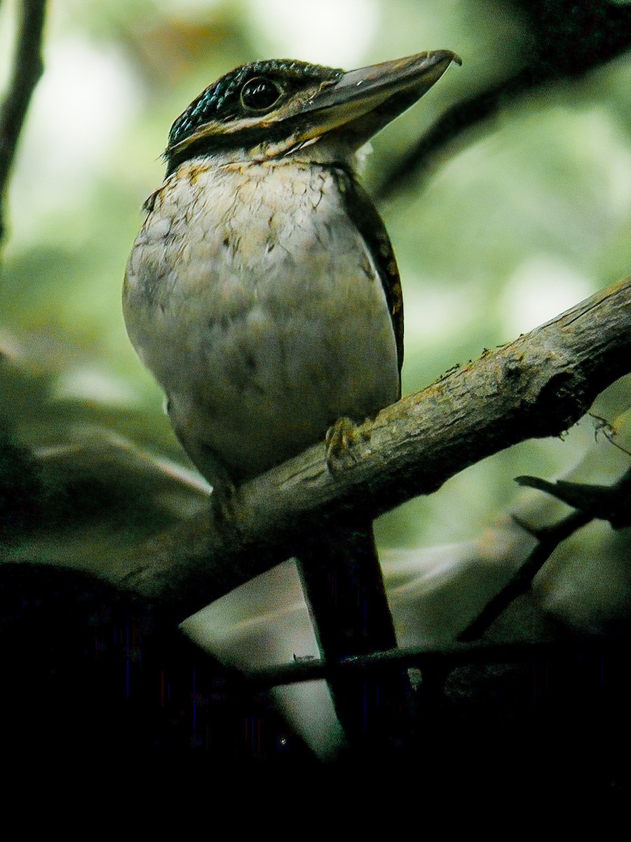 Hook-billed Kingfisher - ML594324331