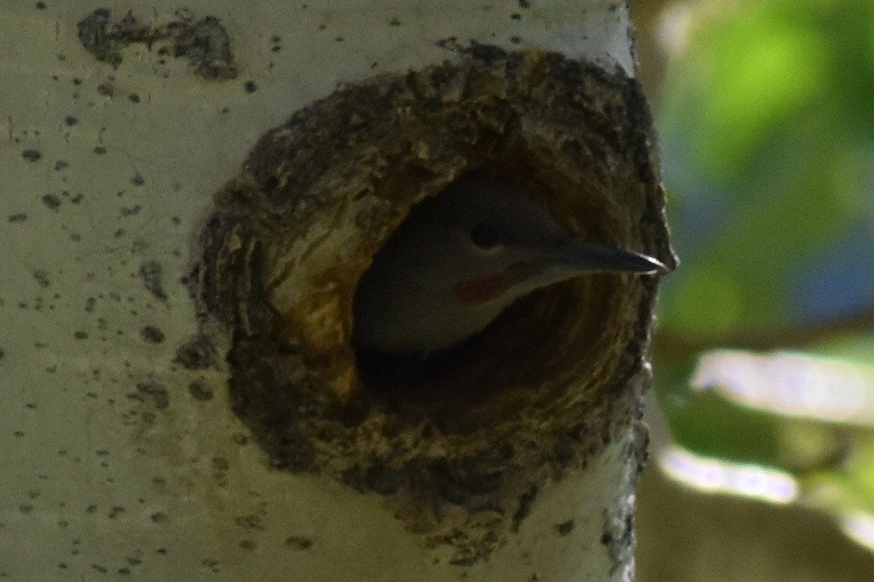 Northern Flicker - ML594324441